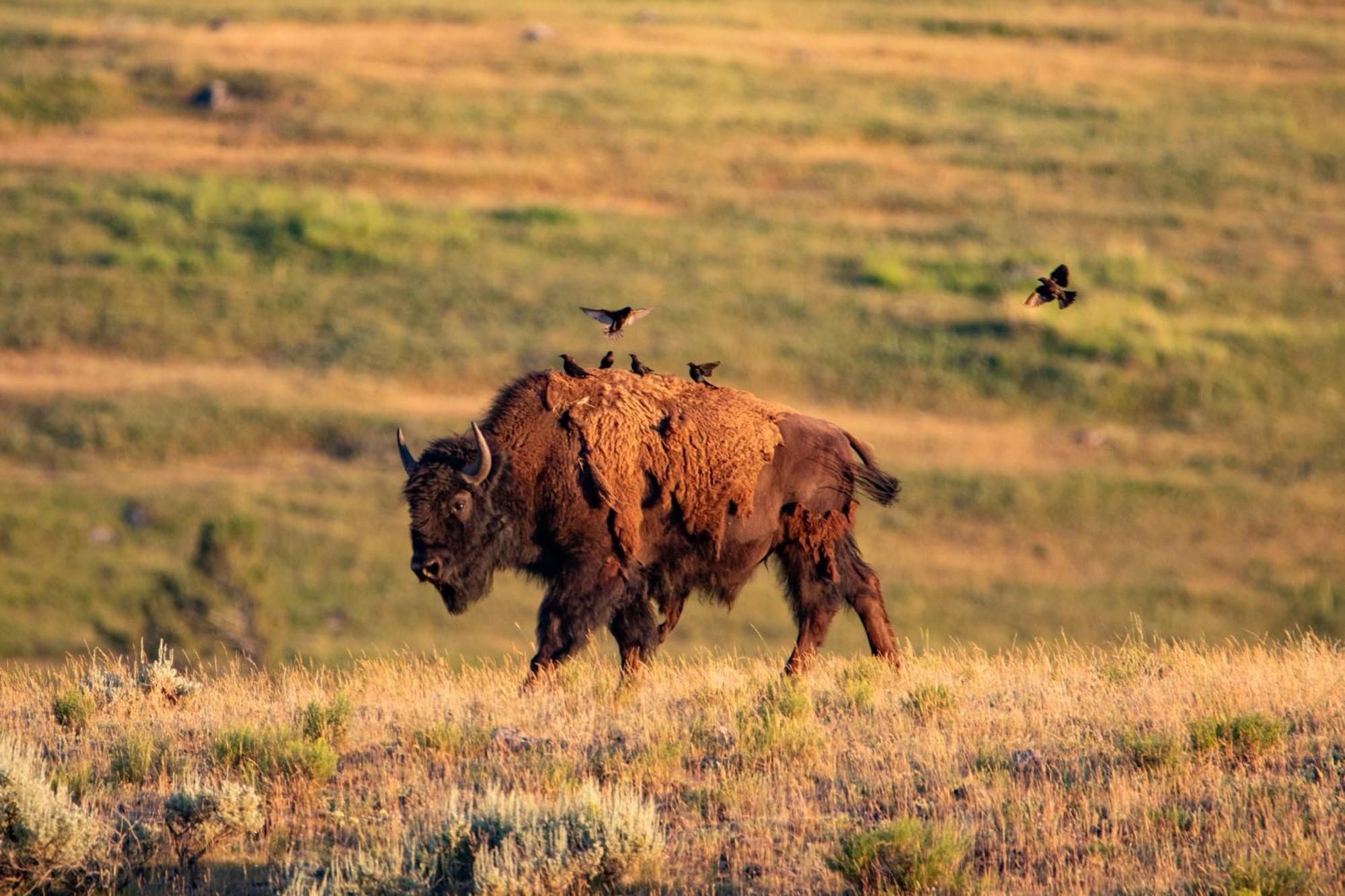 Explorer At Yellowstone Lodge